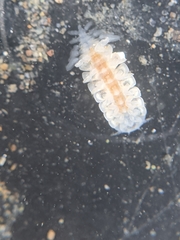 Phyllodurus abdominalis