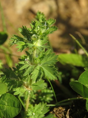 Alchemilla aphanoides
