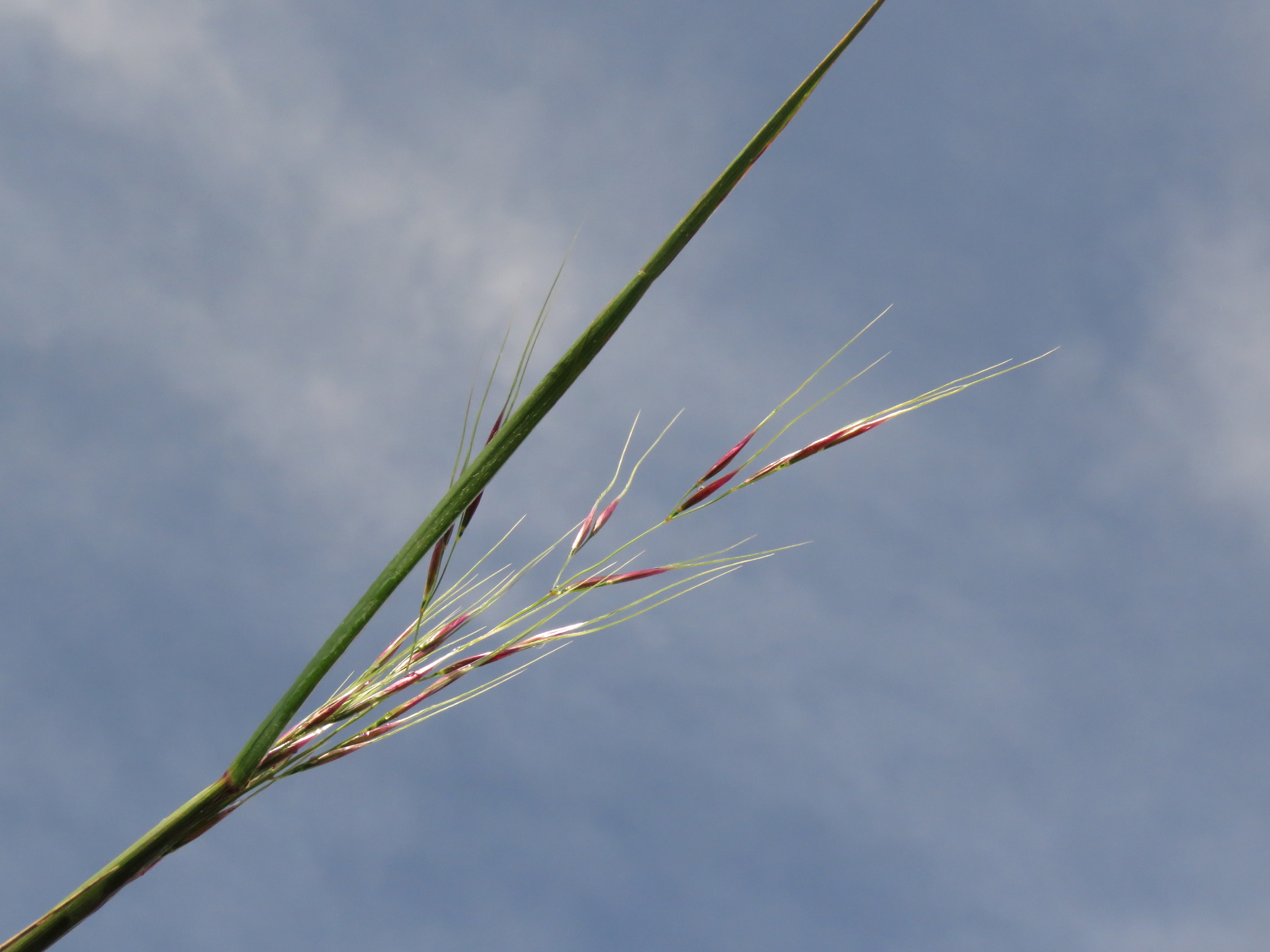Nassella mucronata