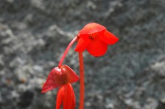 Begonia veitchii