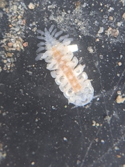 Phyllodurus abdominalis