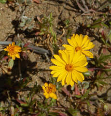Pentachaeta aurea aurea