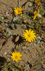 Pentachaeta aurea aurea