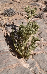 Mortonia utahensis