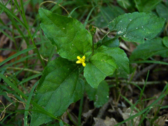 Calyptocarpus brasiliensis