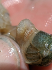 Phyllodurus abdominalis