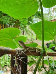 Diporiphora bilineata