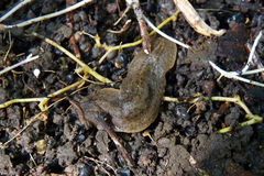 Phyllocaulis soleiformis