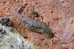 Phyllocaulis soleiformis