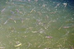 Cnesterodon decemmaculatus