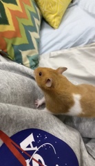 Mesocricetus auratus