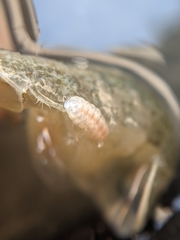 Phyllodurus abdominalis