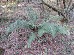 Polystichum speciosissimum