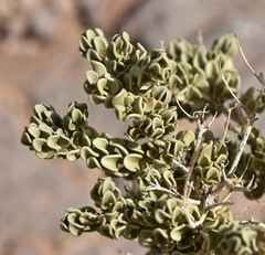 Mortonia utahensis