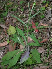 Senecio prenanthoides