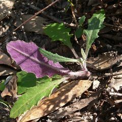 Senecio prenanthoides