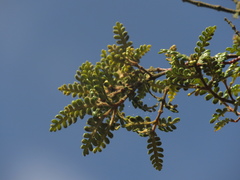 Weinmannia tomentosa