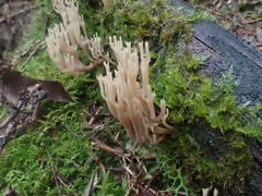 Artomyces austropiperatus