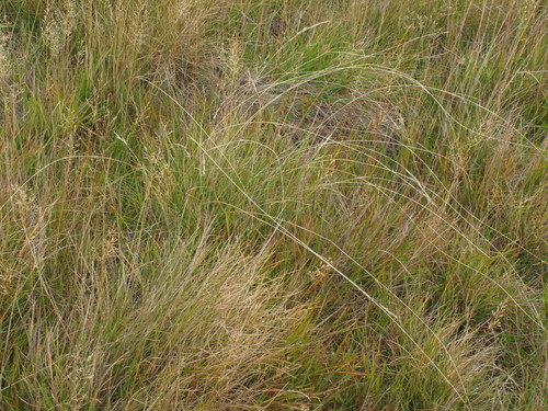 Rytidosperma merum