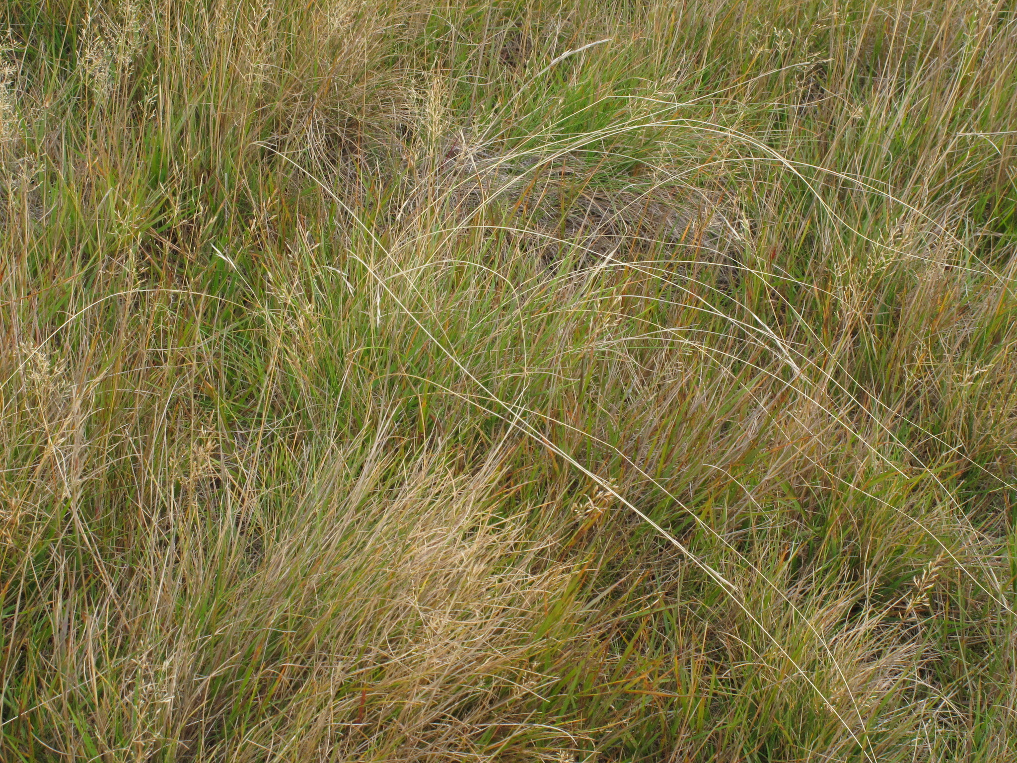 Rytidosperma merum