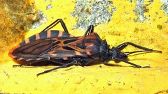 Panstrongylus megistus