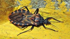 Panstrongylus megistus