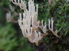 Artomyces austropiperatus