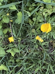 Ranunculus