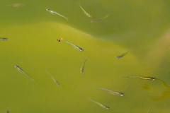 Cnesterodon decemmaculatus