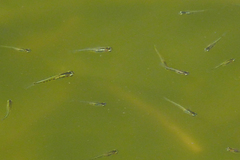 Cnesterodon decemmaculatus