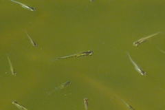 Cnesterodon decemmaculatus