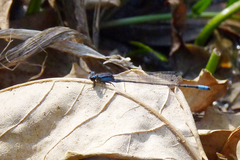 Acanthagrion hildegarda