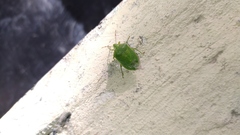 Nezara viridula
