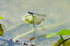 Acanthagrion hildegarda