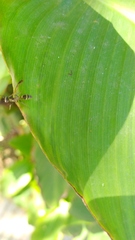 Polybia occidentalis
