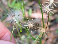 Senecio prenanthoides