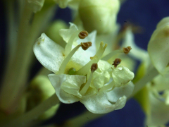 Ceanothus cuneatus cuneatus