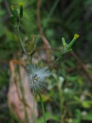 Senecio prenanthoides