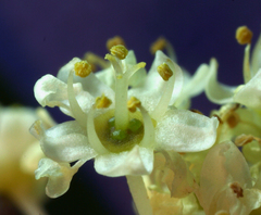 Ceanothus cuneatus cuneatus