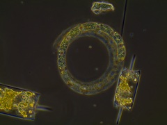 Eucampia zodiacus