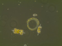Eucampia zodiacus