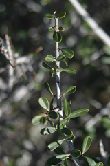 Ceanothus cuneatus cuneatus