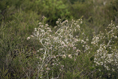 Ceanothus cuneatus cuneatus