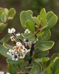 Ceanothus cuneatus cuneatus