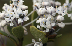 Ceanothus cuneatus cuneatus