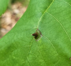 Phylloxera caryaesepta