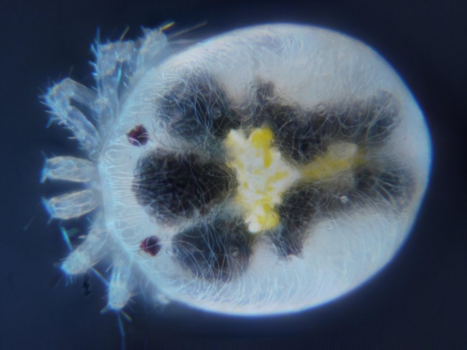 Hygrobatoidea