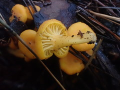 Cantharellus concinnus
