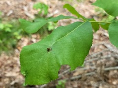 Phylloxera caryaesepta