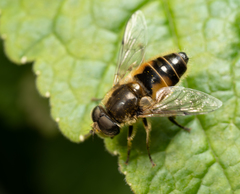 Eristalis brousii